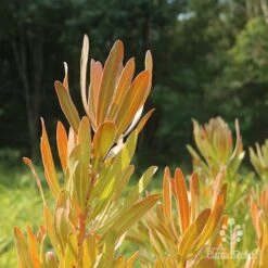 Protea Pink Ice -Plant Seed Store protea pink ice in sunshine