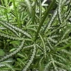 Pteris - Slender Brake Fern 16 Pteris - Slender Brake Fern -Plant Seed Store pteris victoiare