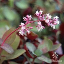 Crassula Purple Dragon - Fairy Crassula 12 Crassula Purple Dragon - Fairy Crassula -Plant Seed Store purple dragon crassula flower
