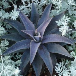 Mangave Purple People Eater - Succulent 8 Mangave Purple People Eater - Succulent -Plant Seed Store purple people eater 2
