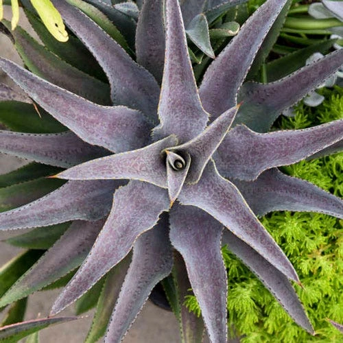 Mangave Purple People Eater - Succulent 1 Mangave Purple People Eater - Succulent