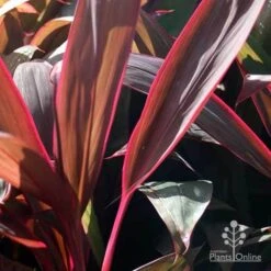 Cordyline Fruticosa Purple Prince 9 Cordyline Fruticosa Purple Prince -Plant Seed Store purple prince leaf colour