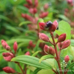 Tibouchina Purple Star 12 Tibouchina Purple Star -Plant Seed Store purple star buds rain