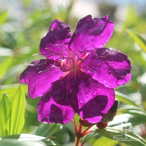 Tibouchina Purple Star 2 Tibouchina Purple Star - Image 2