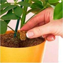 Miracle Gro Push & Feed Plant Food 5 Miracle Gro Push & Feed Plant Food -Plant Seed Store push and feed