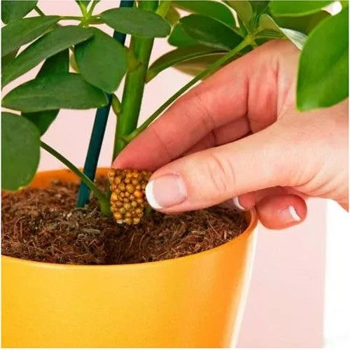 Miracle Gro Push & Feed Plant Food 3 Miracle Gro Push & Feed Plant Food - Image 3