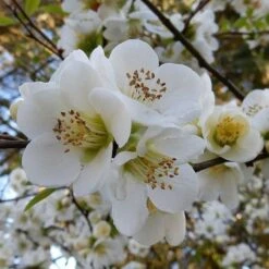 Chaenomeles Nivalis - Japanese Quince 11 Chaenomeles Nivalis - Japanese Quince -Plant Seed Store quince nivalis crop