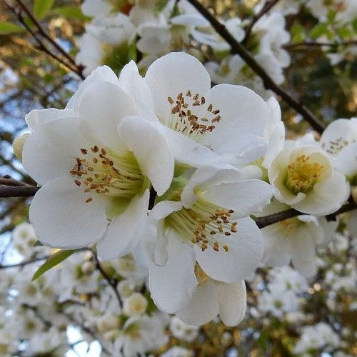 Chaenomeles Nivalis - Japanese Quince 3 Chaenomeles Nivalis - Japanese Quince - Image 3