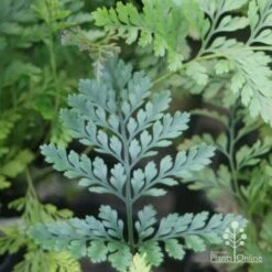 Humata - Rabbit's Foot Fern 28 Humata - Rabbit's Foot Fern -Plant Seed Store rabbits foot leaf 1