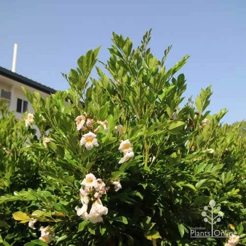 Radermachera Everlasting Beauty 2 Radermachera Everlasting Beauty - Image 2