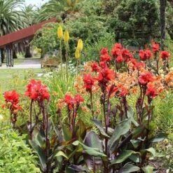 Canna Americana - 1 Bulb 7 Canna Americana - 1 Bulb -Plant Seed Store red canna plant dark leaves