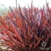 Cordyline Australis Red Sensation