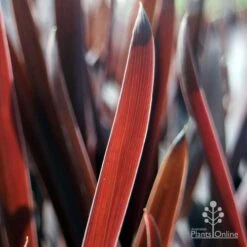 Cordyline Australis Red Sensation -Plant Seed Store red sensation leaf