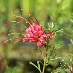 Grevillea Red Wings 24 Grevillea Red Wings -Plant Seed Store redwings flower close