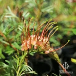 Grevillea Red Wings 27 Grevillea Red Wings -Plant Seed Store redwings fully open flower