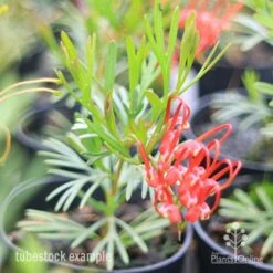 Grevillea Red Wings 25 Grevillea Red Wings -Plant Seed Store redwings tubestck