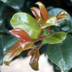 Syzygium Resilience - Lilly Pilly 16 Syzygium Resilience - Lilly Pilly -Plant Seed Store resilience leaf colours