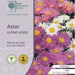 Aster Alpine Mix - Seed
