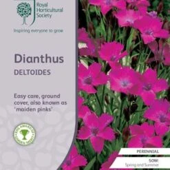 Dianthus - Maiden Pink - Seed