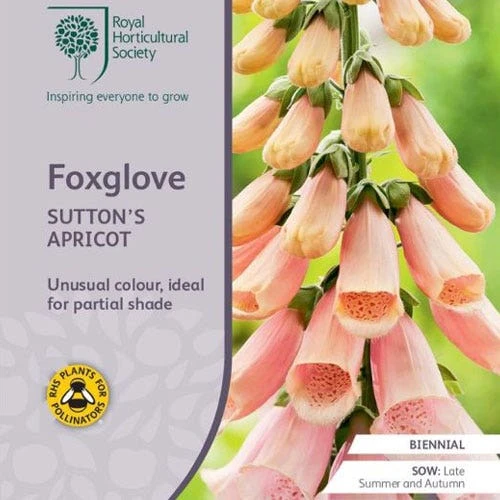 Foxglove Sutton's Apricot - Seed 1 Foxglove Sutton's Apricot - Seed
