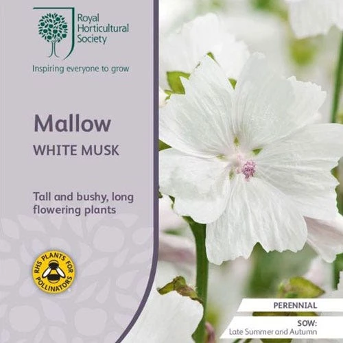 Musk Mallow - Seed 1 Musk Mallow - Seed