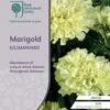 Marigold Kilimanjaro White - Seed