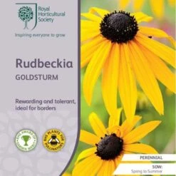 Rudbeckia - Seed 5 Rudbeckia - Seed -Plant Seed Store rhs rudbeckia