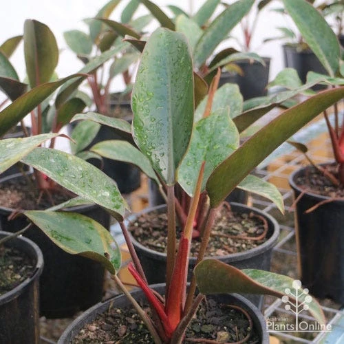 Philodendron Rojo Congo 4 Philodendron Rojo Congo - Image 4