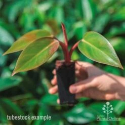 Philodendron Rojo Congo 13 Philodendron Rojo Congo -Plant Seed Store rojo congo tube in hand