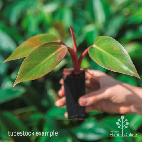 Philodendron Rojo Congo 6 Philodendron Rojo Congo - Image 6