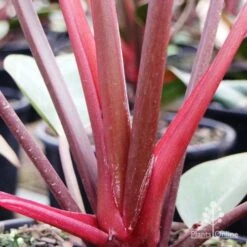 Philodendron Rojo Congo 10 Philodendron Rojo Congo -Plant Seed Store rojo stem colour