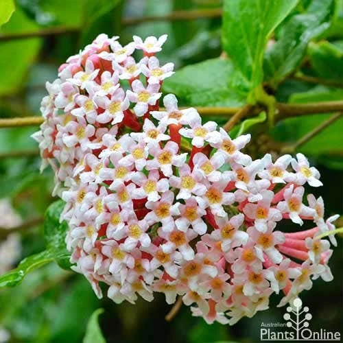 Rondeletia Amoena 2 Rondeletia Amoena - Image 2