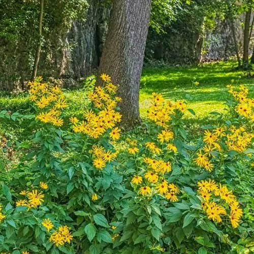 Rudbeckia - Seed 2 Rudbeckia - Seed - Image 2