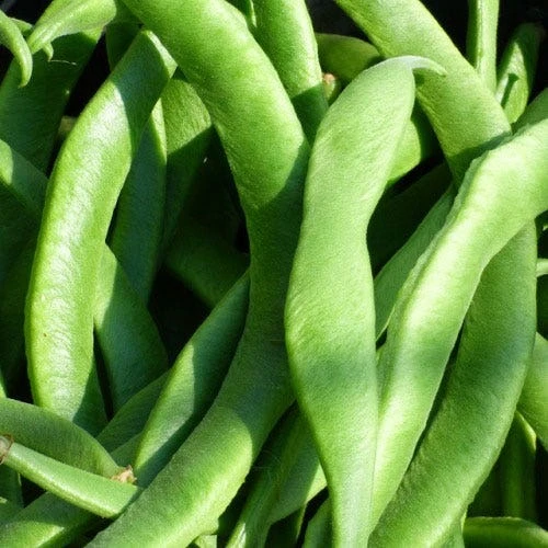 Bean Scarlet Runner - Seed 1 Bean Scarlet Runner - Seed