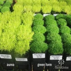 Sagina Subulata Aurea – Scotch Moss 23 Sagina Subulata Aurea – Scotch Moss -Plant Seed Store sagina compare