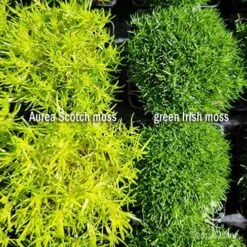 Sagina Subulata Aurea – Scotch Moss 20 Sagina Subulata Aurea – Scotch Moss -Plant Seed Store sagina comparison 2