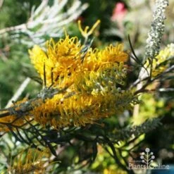 Grevillea Sandra Gordon