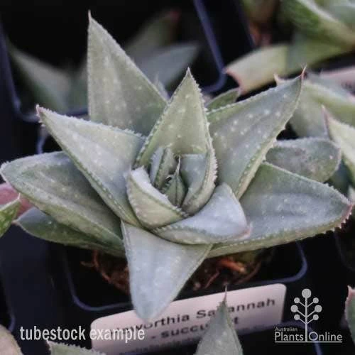 Haworthia Savanna - Succulent 2 Haworthia Savanna - Succulent - Image 2