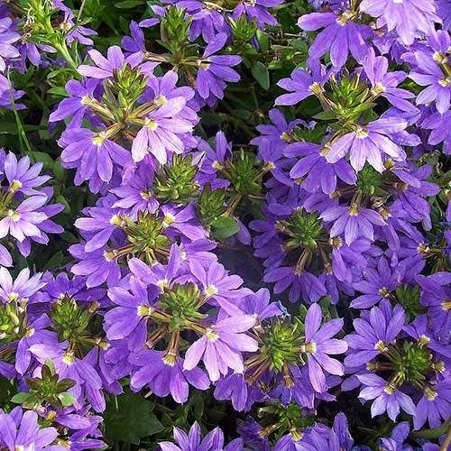 Scaevola Purple Fanfare - Fan Flower 1 Scaevola Purple Fanfare - Fan Flower