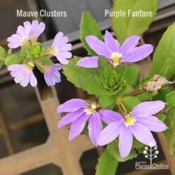 Scaevola Purple Fanfare - Fan Flower 12 Scaevola Purple Fanfare - Fan Flower -Plant Seed Store scaevola mauve clusters left fanfare right