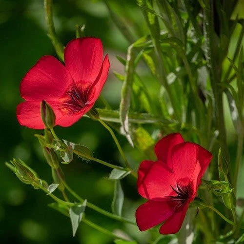 Flax Scarlet - Seed 4 Flax Scarlet - Seed - Image 4