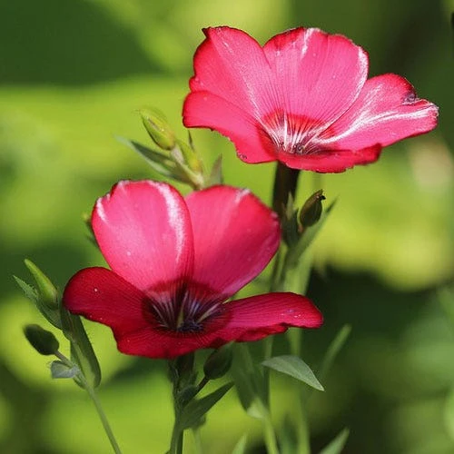 Flax Scarlet - Seed 2 Flax Scarlet - Seed - Image 2