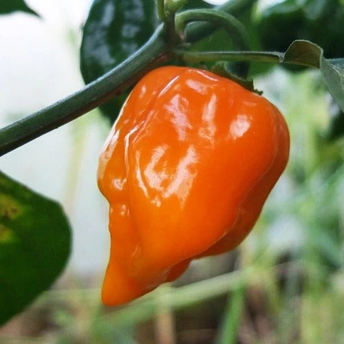 Chilli Scorpion Butch T - Seed 2 Chilli Scorpion Butch T - Seed - Image 2