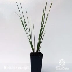 Lomandra SHARA 15 Lomandra SHARA -Plant Seed Store shara tubestock