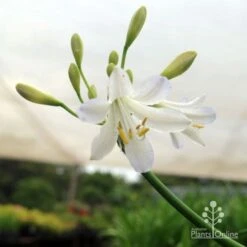 Agapanthus Silver Baby -Plant Seed Store silver baby agapanthus below