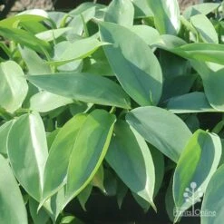 Philodendron Silver Sword 10 Philodendron Silver Sword -Plant Seed Store silver sword in nusery