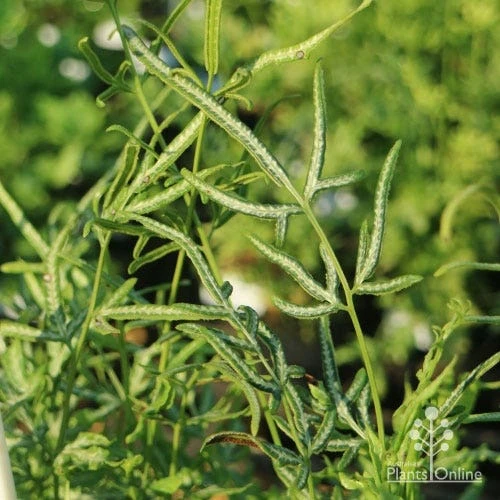 Pteris - Slender Brake Fern 3 Pteris - Slender Brake Fern - Image 3