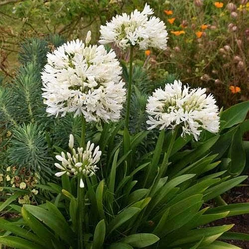 Agapanthus Snowball 2 Agapanthus Snowball - Image 2