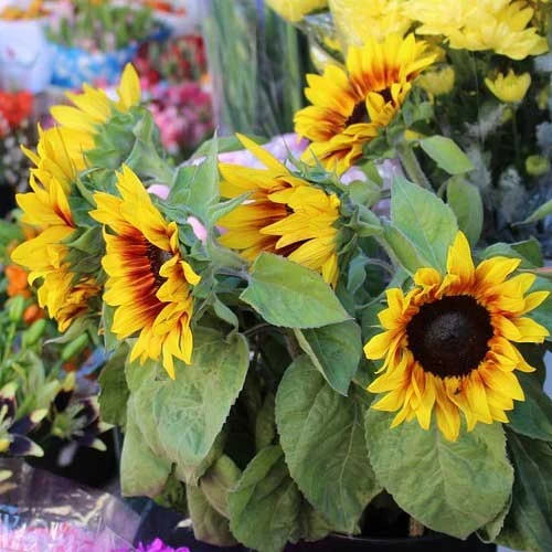 Sunflower Solar Flash - Seed 2 Sunflower Solar Flash - Seed - Image 2