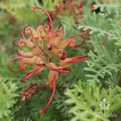 Grevillea Soopa Doopa 20 Grevillea Soopa Doopa -Plant Seed Store sooper dooper buds